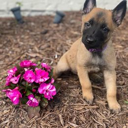 Belgian Malinois and German Shorthaired Pointer Puppies from Lapdog GSP