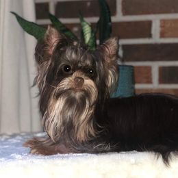 Mocha  - Yorkshire Terrier