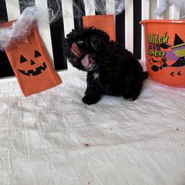 Poodle All Grown Up from Parti-Pawz