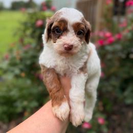 Puddles - Merle male Cavapoo puppy in Colcord, Oklahoma from Copper Lane Aussies, Doodles & Cavapoos