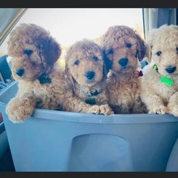 Goldendoodle Puppies from Royal Goldendoodles Doodle Lovers