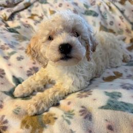 Light Pink Collar, Female - Parti female Goldendoodle puppy in Valley Center, Kansas from The Goldendoodle Gal
