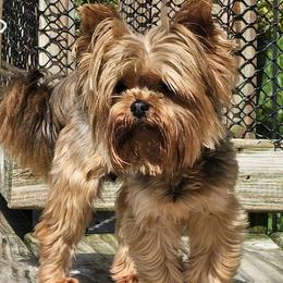 Mikah - Yorkshire Terrier