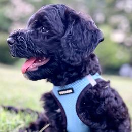 Boy 2 - Black male Goldendoodle puppy in Frederick, Maryland from Loving Doodles