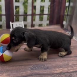 Black and Cream Wirehair Female - Black and cream female Dachshund puppy in Killeen, Texas from Southern Dachshunds