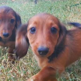 Dachshunds from Deb’s Darlin’ Dachshunds