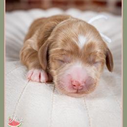 Victoria - Red and white female Cockapoo puppy in Connersville, Indiana from Deaz Doodle Ranch