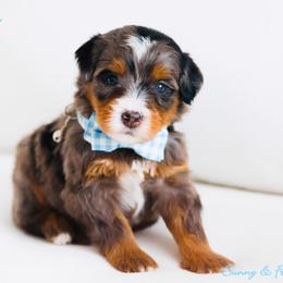 Iron Man - Blue merle male Bernedoodle puppy in Diamond Bar, California from Furrytaildoodles