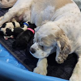 Cocker Spaniel Puppies from Allison Cocker Spaniel Pup's