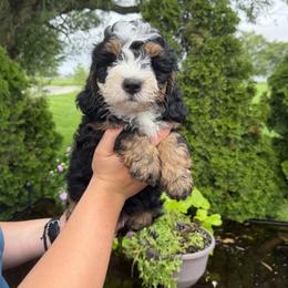 Davis - Tri-color male Bernedoodle puppy in New Haven, Indiana from Quaint Haven Bernedoodles