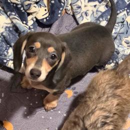 Ginny - Blue and cream female Dachshund puppy in El Paso, Texas from Mells Weenies