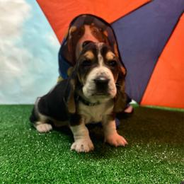 Green Collar Little Girl - Black brown and white female Basset Hound puppy in Hurtsboro, Alabama from PARK’s Family Farm