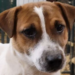 Russell Terrier puppies from Outlaw Farm and Kennel