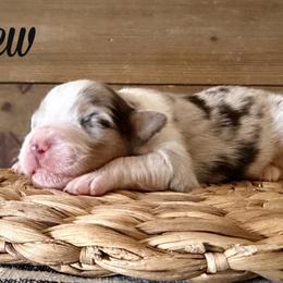 Crew - Blue merle male Australian Shepherd puppy in Kearney, Nebraska from Helix Aussies