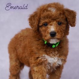 Emerald - Red  Poodle puppy in New Jersey from TK Poodles