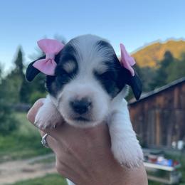 Burrata - Piebald female Dachshund puppy in Rogue River, Oregon from Bear Feet Dachshunds