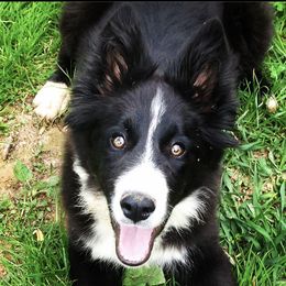 Gemma - Border Collie