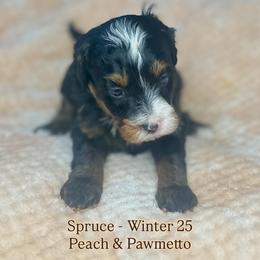 Spruce - Tri-color male Bernedoodle puppy in Alabama from Peach & Pawmetto Doodles