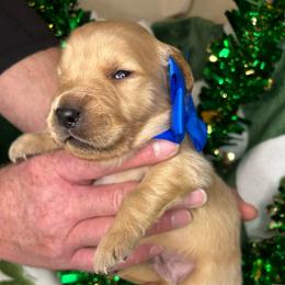 Blue Collar - Male 4 - Golden male Golden Retriever puppy in Bonanza, Oregon from Gold 'N Dust Ranch