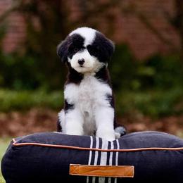 Frostine - Black and white female Sheepadoodle puppy in Denham Springs, Louisiana from GimiPup Doodles