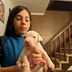 Dogo Argentino Puppies from De la Fuerza de Dios