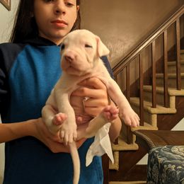 Dogo Argentino Puppies from De la Fuerza de Dios