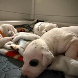 Patches - White and black female Dalmatian puppy in Mesa, Arizona from Lauren's Dalmatians