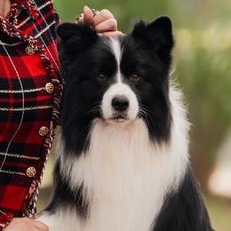 Scotty - Border Collie