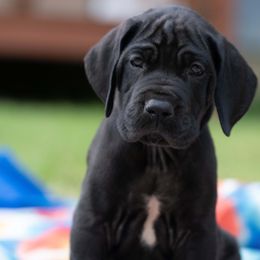 Ivy - Great Dane puppy from Genai Great Danes