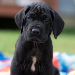 Ivy - Great Dane puppy from Genai Great Danes