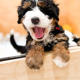 Bernedoodle, Goldendoodle, and Poodle Puppies from Teddy Doodles & Standard Poodles