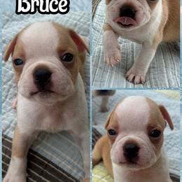 Bruce - Red male Boston Terrier puppy in Brazos Point, Texas from TX Southern Belle Bostons