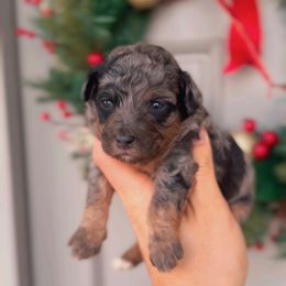 Jasper - Merle male Bernedoodle puppy in West Jordan, Utah from Doodles Friend