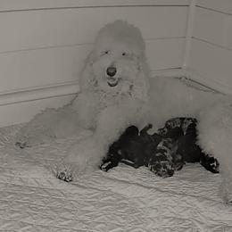 Goldendoodles from Davis's Doodles