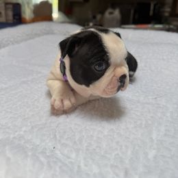 Boston Terrier Puppies from Washburns bostons