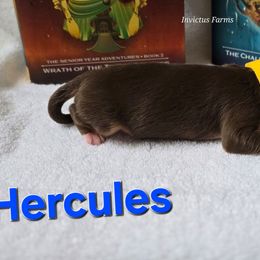 Hercules - Red tri-color male Australian Shepherd puppy in Smithfield, Utah from Invictus Farms