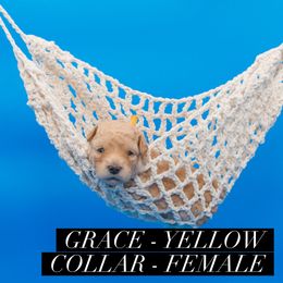Grace - Apricot female Goldendoodle puppy in Norfolk, Virginia from 757 Doodles