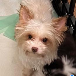 Lacey - Yorkshire Terrier