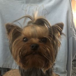 Frankie - Yorkshire Terrier