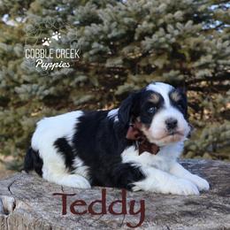 Teddy - Black and white male Bernedoodle puppy in Heyworth, Illinois from Cobble Creek Puppies