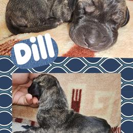 Dill - Brindle male Great Dane puppy in Wellsville, New York from Prophecy Danes
