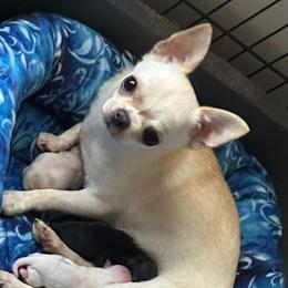 Skipper - Chihuahua