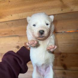 Girl 2 - White female Siberian Husky puppy in Iron River, Wisconsin from Wiemeri Siberians