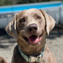 Dilute Retrievers and Labrador Retrievers from Stunning Silver Bullets Labradors