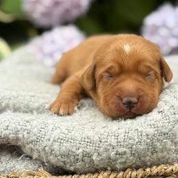 Gary - Yellow male Labrador Retriever puppy in Puyallup, Washington from 12 Door Farm Labradors