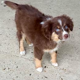 Delaware (tail) - Red tri female Toy Australian Shepherd puppy in College Station, Texas from South Paw Toy Aussies