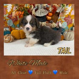 White collar - Blue male Pembroke Welsh Corgi puppy in Charleroi, Pennsylvania from Twilight Hollow Corgis
