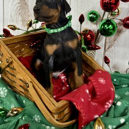 Izan - Black and rust male Doberman Pinscher puppy in Aredale, Iowa from Royal Dynasty Dobermann Kennel