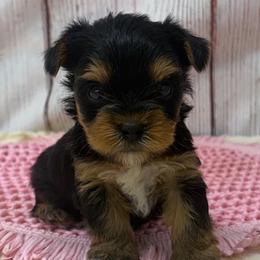 Lucy TEACUP - Blue and gold female Yorkshire Terrier puppy in Monticello, Iowa from Ashley’s Puppies