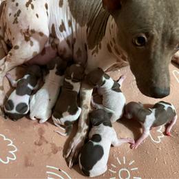 Girl 3 - White and chocolate female American Hairless Terrier puppy in Buckingham, Illinois from Gaus Hof